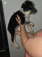 Yang, a male Australian Cattle Dog and Border Collie for sale in Buckeye, AZ – 3 of 5