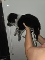 Squeekers, a male Australian Cattle Dog and Border Collie for sale in Buckeye, AZ – 3 of 5
