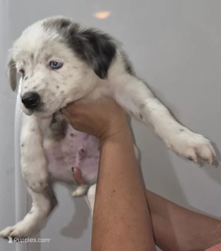 Kevin – Australian Cattle Dog, Border Collie puppy for sale in Buckeye, AZ