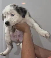 Kevin, a male Australian Cattle Dog and Border Collie for sale in Buckeye, AZ – 1 of 5