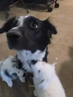 Red, a male Australian Cattle Dog and Border Collie for sale in Buckeye, AZ – 4 of 5
