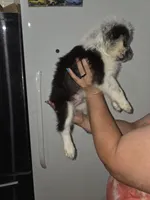 Peanut, a male Australian Cattle Dog and Border Collie for sale in Buckeye, AZ – 3 of 5