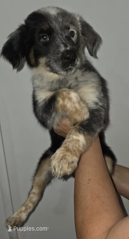 Yang – Australian Cattle Dog, Border Collie puppy for sale in Buckeye, AZ