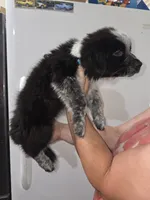 Fluffers, a male Australian Cattle Dog and Border Collie for sale in Buckeye, AZ – 2 of 5