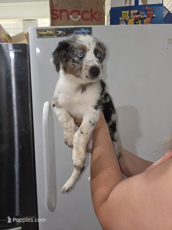 Buddy – Australian Cattle Dog, Border Collie puppy for sale in Buckeye, AZ