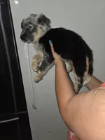 Yang, a male Australian Cattle Dog and Border Collie for sale in Buckeye, AZ – 2 of 5