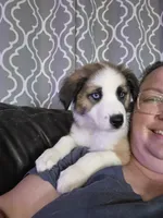 Red, a male Australian Cattle Dog and Border Collie for sale in Buckeye, AZ – 8 of 8