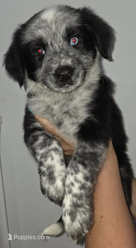 Squeekers – Australian Cattle Dog, Border Collie puppy for sale in Buckeye, AZ