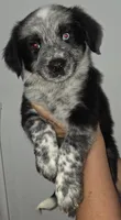 Squeekers, a male Australian Cattle Dog and Border Collie for sale in Buckeye, AZ – 1 of 5