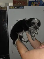 Squeekers, a male Australian Cattle Dog and Border Collie for sale in Buckeye, AZ – 2 of 5