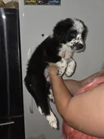 Spots, a male Australian Cattle Dog and Border Collie for sale in Buckeye, AZ – 3 of 5