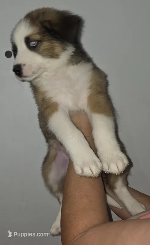 Red – Australian Cattle Dog, Border Collie puppy for sale in Buckeye, AZ
