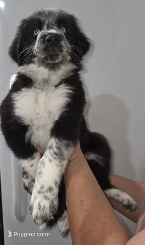 Franny – Australian Cattle Dog, Border Collie puppy for sale in Buckeye, AZ
