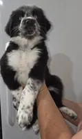 Franny, a female Australian Cattle Dog and Border Collie for sale in Buckeye, AZ – 1 of 5