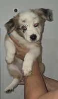 Strawberry, a female Australian Cattle Dog and Border Collie for sale in Buckeye, AZ – 1 of 5