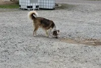 Peanut, a male Australian Cattle Dog and Border Collie for sale in Buckeye, AZ – 5 of 5