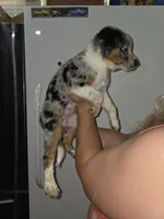 Buddy, a male Australian Cattle Dog and Border Collie for sale in Buckeye, AZ – 3 of 5
