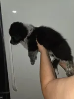 Fluffers, a male Australian Cattle Dog and Border Collie for sale in Buckeye, AZ – 3 of 5