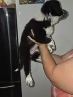 Franny, a female Australian Cattle Dog and Border Collie for sale in Buckeye, AZ – 3 of 5