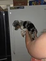 Buddy, a male Australian Cattle Dog and Border Collie for sale in Buckeye, AZ – 2 of 5