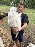 Pink Bones, a female Great Pyrenees for sale in Kirbyville, MO – 3 of 3