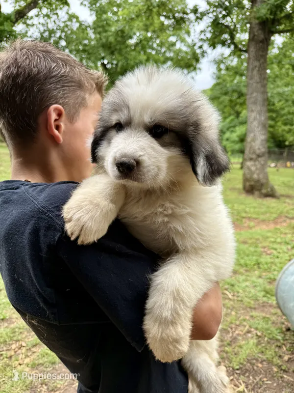 Pink Bones – Great Pyrenees puppy for sale in Kirbyville, MO