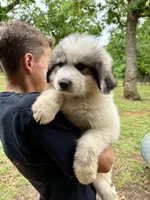 Pink Bones, a female Great Pyrenees for sale in Kirbyville, MO – 1 of 3