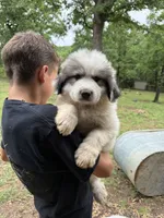 Pink Bones, a female Great Pyrenees for sale in Kirbyville, MO – 2 of 3