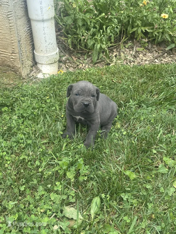 Ryan – Cane Corso puppy for sale in Honey Brook, PA