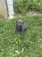Ryan, a male Cane Corso for sale in Honey Brook, PA – 1 of 2