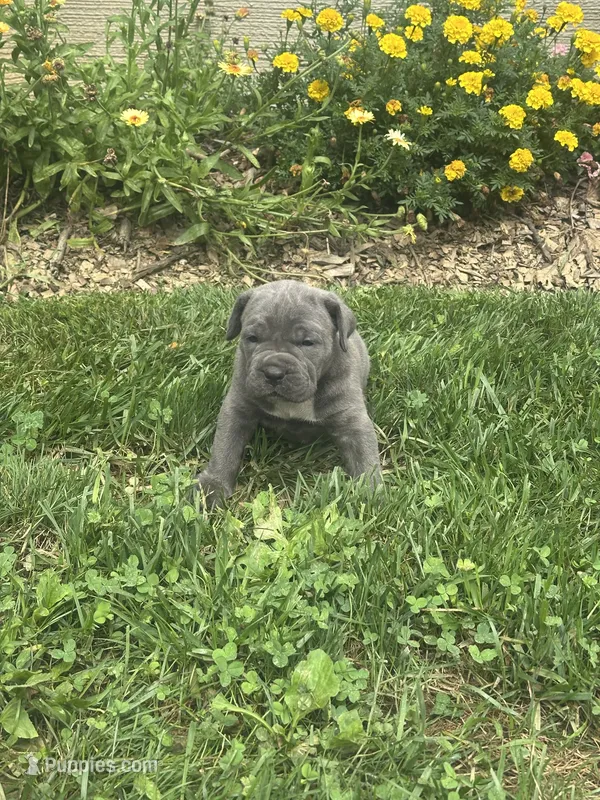 Rover – Cane Corso puppy for sale in Honey Brook, PA