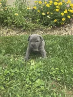 Rover, a male Cane Corso for sale in Honey Brook, PA – 1 of 2