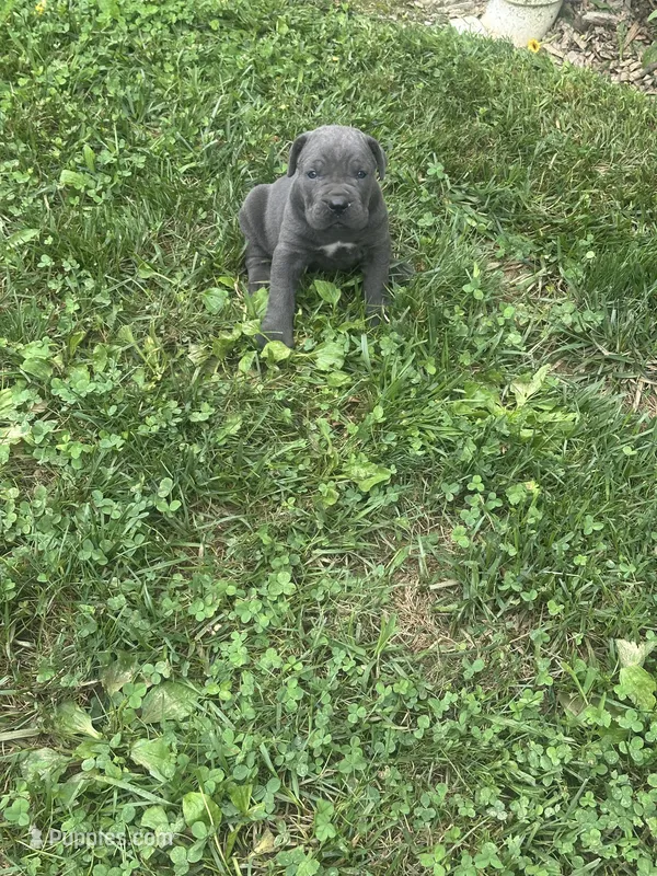 Rylie – Cane Corso puppy for sale in Honey Brook, PA