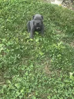 Rylie, a male Cane Corso for sale in Honey Brook, PA – 1 of 1