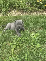 Rover, a male Cane Corso for sale in Honey Brook, PA – 2 of 2