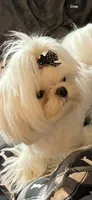 Armani, a male Maltese for sale in Rome, NY – 3 of 6