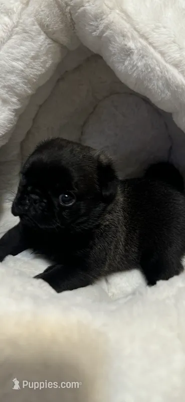 Valentino  – Pug puppy for sale in Rome, NY