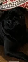 Dior, a female Pug for sale in Rome, NY – 2 of 4