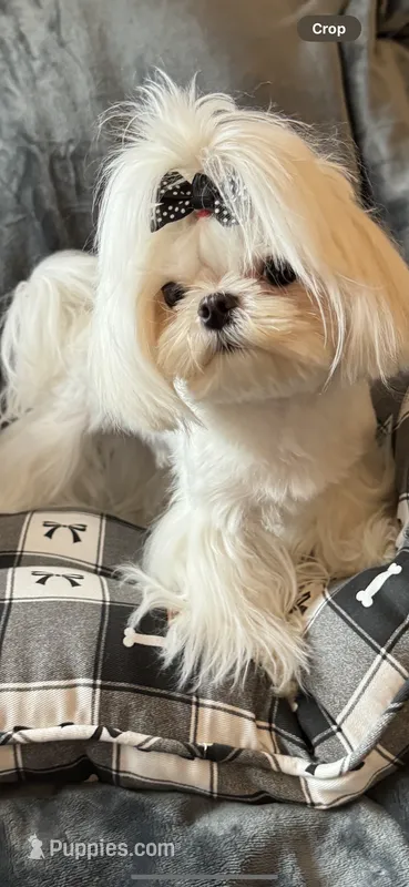 Valentino – Maltese puppy for sale in Rome, NY