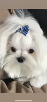 Armani, a male Maltese for sale in Rome, NY – 6 of 6