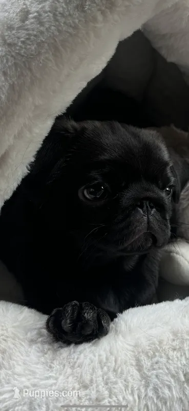 Dior – Pug puppy for sale in Rome, NY