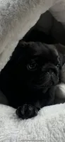 Dior, a female Pug for sale in Rome, NY – 1 of 2