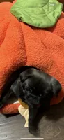Dior, a female Pug for sale in Rome, NY – 2 of 2
