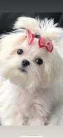 Armani, a male Maltese for sale in Rome, NY – 5 of 6
