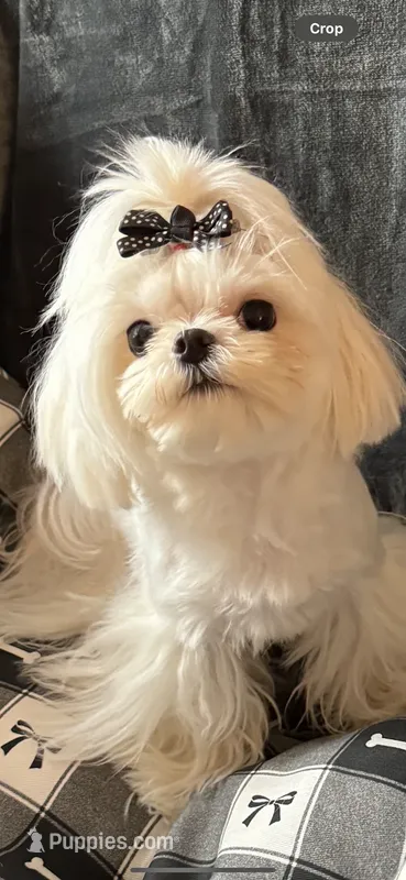 Armani  – Maltese puppy for sale in Rome, NY