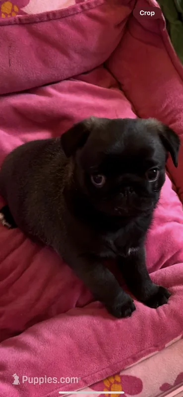 Dior – Pug puppy for sale in Rome, NY