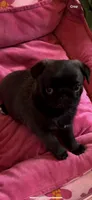 Dior, a female Pug for sale in Rome, NY – 1 of 4