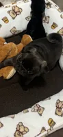 Dior, a female Pug for sale in Rome, NY – 2 of 2