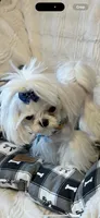 Valentino , a male Maltese for sale in Rome, NY – Photo 3 of 3