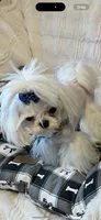Valentino, a male Maltese for sale in Rome, NY – 2 of 3